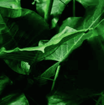 plant sterol complex