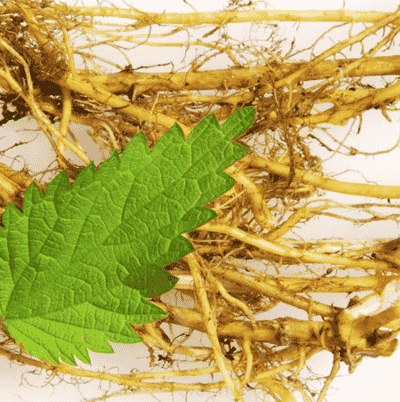 stinging nettle root